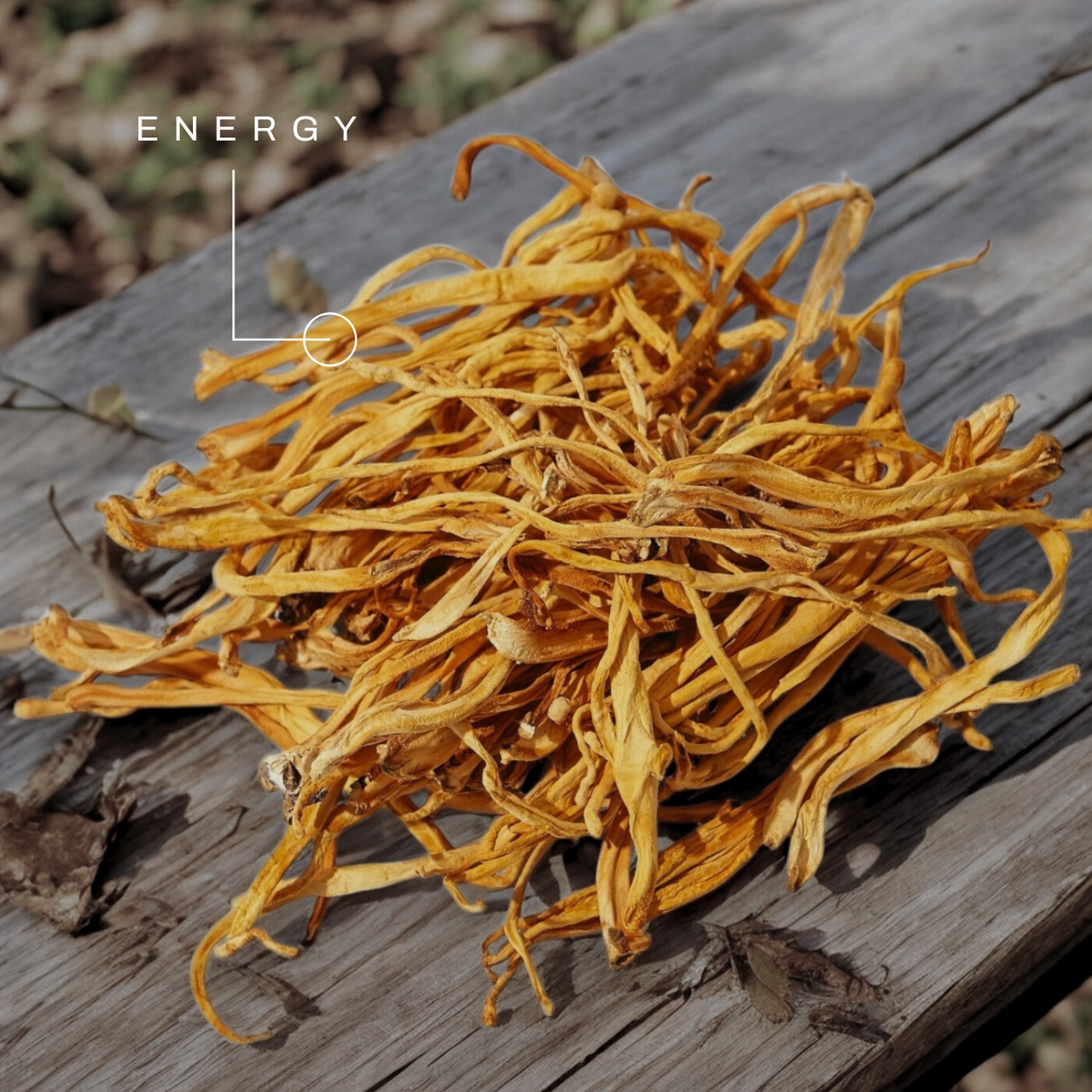 Cordyceps Mushroom Extract Powder